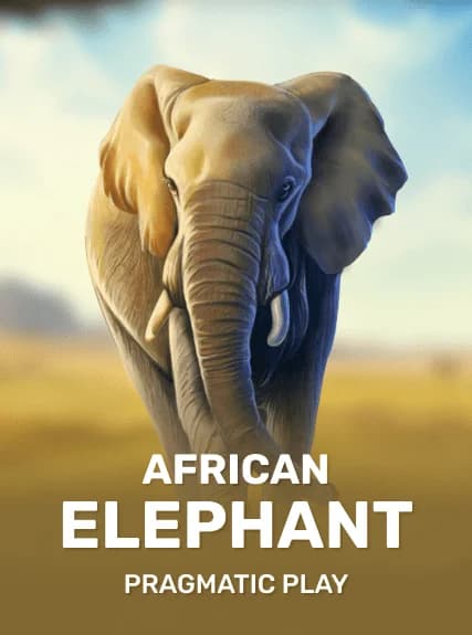 African Elephant