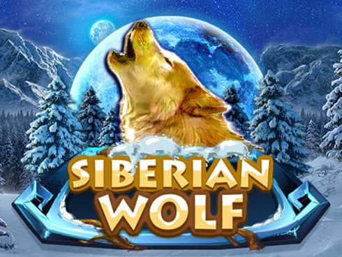 Siberian Wolf